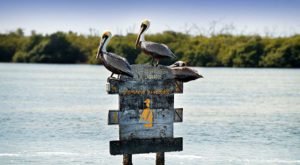 rio-lagartos-pelicanos